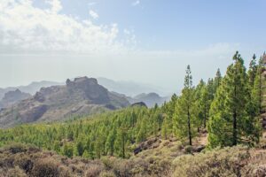 gran canaria, canary islands, mountains, mountain, nature, landscape, pine trees, trees, travel, excursion, gran canaria, gran canaria, gran canaria, gran canaria, gran canaria, canary islands, canary islands