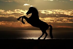horse, nature, sunset, silhouette, horse silhouette, mane, stallion, equine, sea, animal, backlighting, animal world