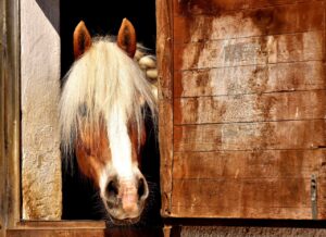 horse, horse stable, animal, horse riding, nature, brown, horse, horse, horse, horse, horse, horse stable, horse stable, horse stable, horse stable