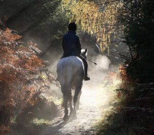 horse, nature, recreation, forest, horse riding, pets