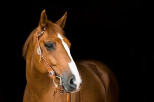 horse, nature, mare, bridle, animal, horse riding, equestrian, brown, mammal