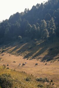 Horse riders explore a stunning mountain valley under tall trees. Nature's beauty in serene landscape.