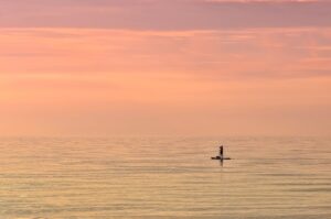 sea, paddle boarding, sunset, horizon, dusk, paddle, nature, stand-up paddling, sup, sports, trend sport, evening atmosphere, stand up paddling, recreation, athletes, quiet, meditation